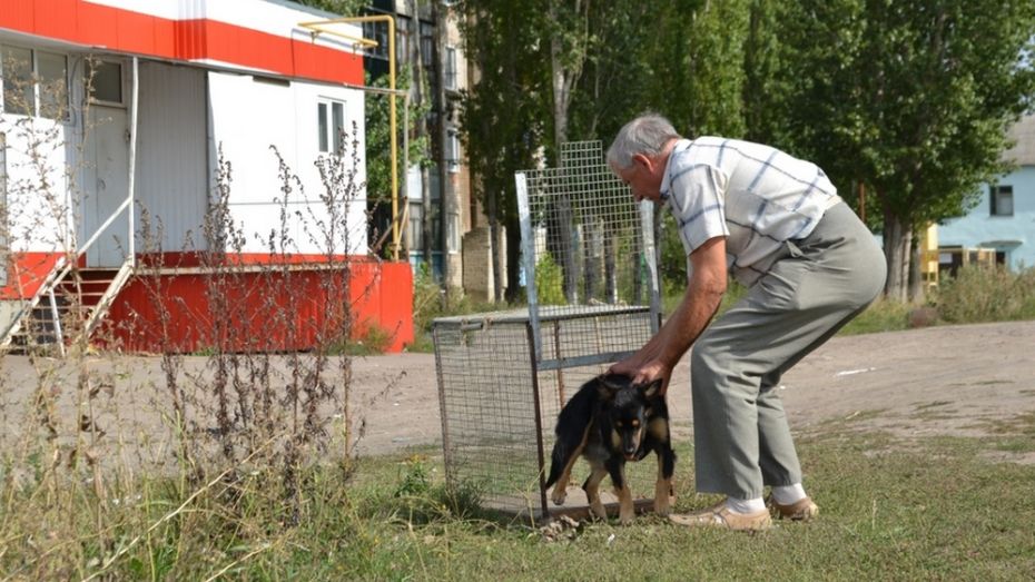 В Бутурлиновке ветеринары отловили 15 бродячих собак