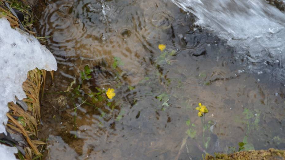 В Воронежской области калужница болотная расцвела на 4 месяца раньше