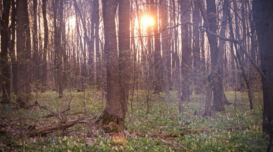 Воронежские ученые придумали «зеленый каркас» для города