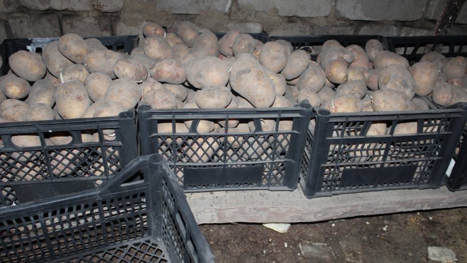 В Ольховатском районе 24% семенного картофеля поражено разными болезнями