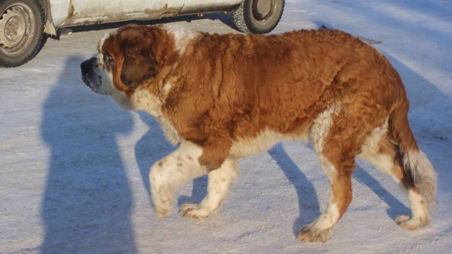 В Воронежской области пес Бэтмен спас замерзающего в сугробе мужчину
