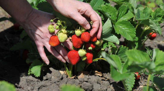 Воронежские производители экологически чистых продуктов получат поддержку власти