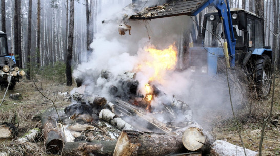 Воронежская область затратит 80 млн рублей на санитарную рубку леса в 2018 году