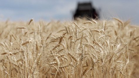 Более 6 млн тонн зерна собрали в Воронежской области