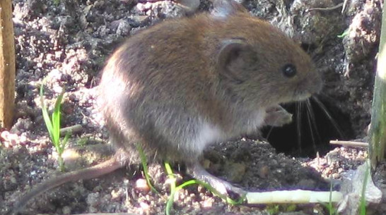 Из-за рыжей полевки в Воронежской области активизировалась опасная болезнь