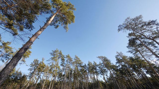 Для хранения лесных семян в Воронеже установят 10-тонный холодильник