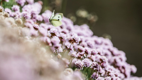 Воронежцев приглашают принять участие в конкурсе экологических и природоохранных проектов