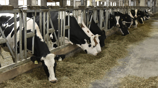 Воронежская область получит 362 млн рублей на поддержку предприятий молочной отрасли