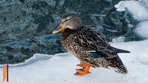 Кандидат биологических наук прокомментировал состояние уток в Воронежском центральном парке