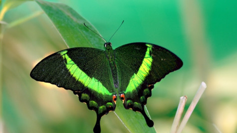 В воронежском зоопарке работает выставка живых тропических бабочек