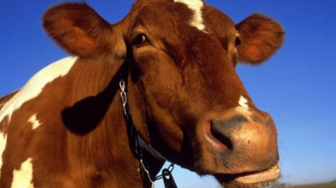 Карантин из-за лейкоза коровы ввели на год в семилукском селе Меловатка