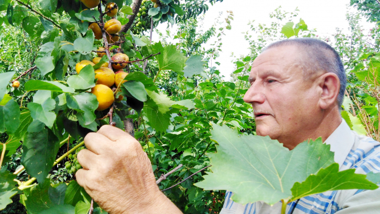 «Творческий процесс». Житель Воронежской области выводит новые сорта плодовых деревьев