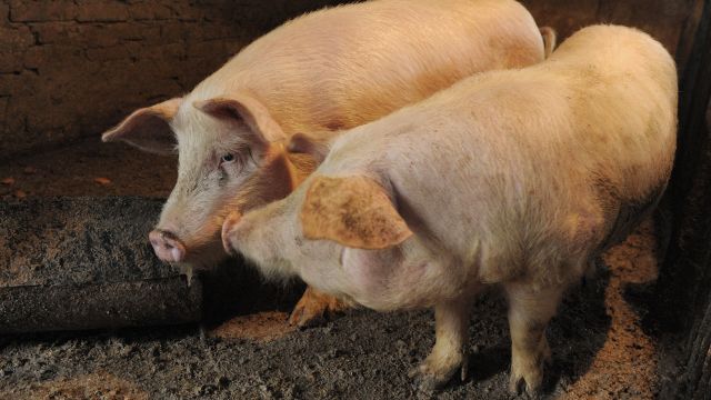 На воронежском складе ввели карантин из-за зараженного чумой мяса