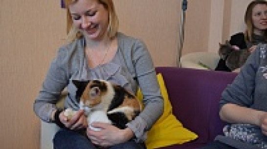 В Воронеже вновь откроется кафе с кошками