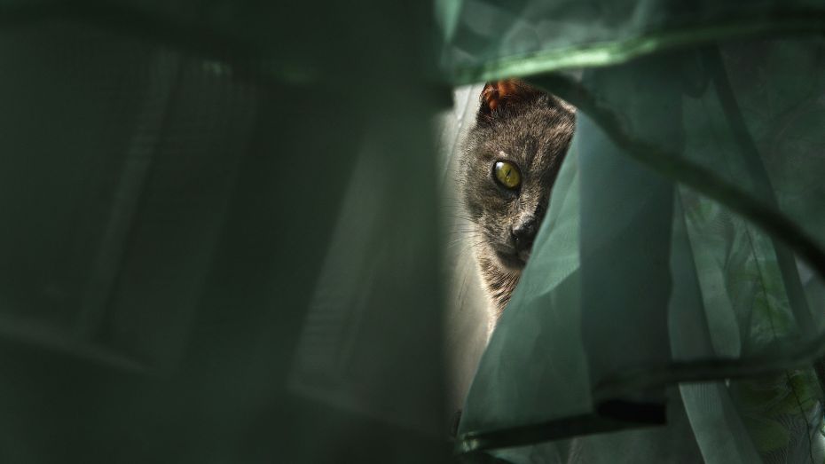 В 2021 году в Воронежской области бешенство чаще всего регистрировали у кошек