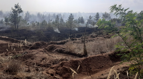 При пожаре из-за грозы пострадало 11 га молодого леса в Верхнемамонском районе