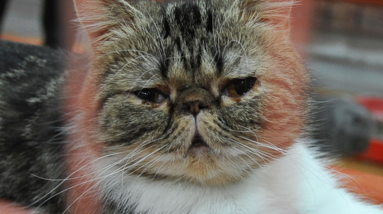 ТРЦ «Московский проспект» закроет передвижную выставку кошек в Воронеже досрочно