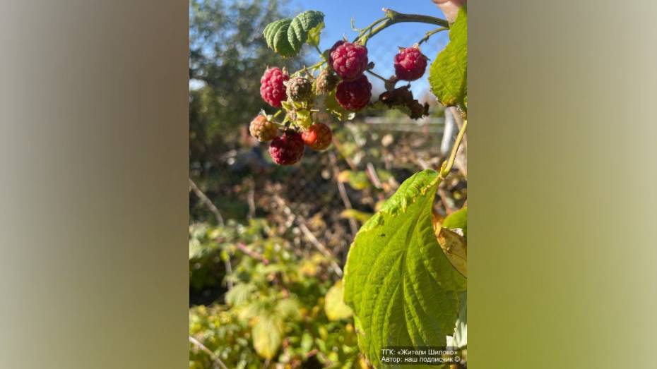 В Воронеже в начале октября начала плодоносить малина