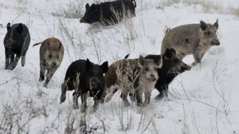 Инспекторы Россельхознадзора нашли нарушения в 24 охотхозяйствах Воронежской области