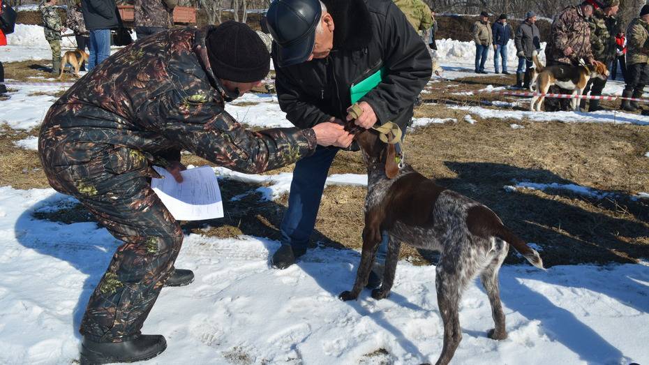 Выставка охотничьих собак пройдет в Воробьевке