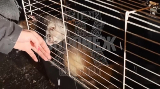 Человеческая жестокость: в Воронеже на мороз выбросили клетку с хорьками