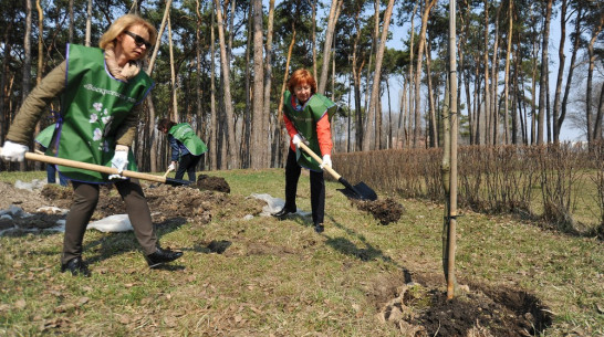 В воронежском парке «Алые паруса» появился 31 краснолистный дуб