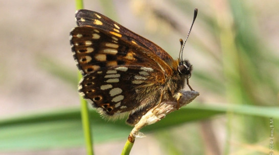 В Воронежскую область прилетели тропические бабочки