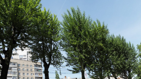 Новые деревья в Воронеже посадят в 14 скверах и на 25 улицах