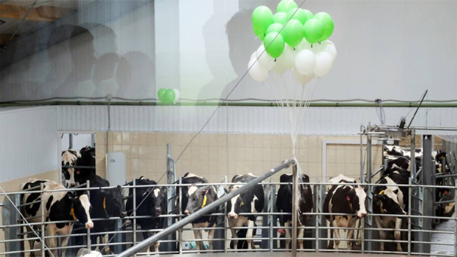 В Каменском районе открыли новый молочный комплекс на 2200 голов
