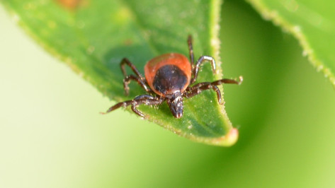 За неделю в Воронежской области 29 человек пострадали от укусов клещей