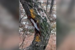 Экологи объяснили пометки на деревьях в воронежском Северном лесу