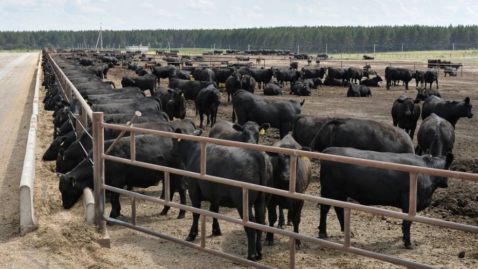 Воронежская область поможет возродить мясную промышленность в России  