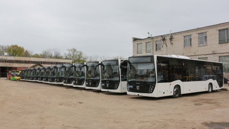 На популярном маршруте в Воронеже появятся 20 новых автобусов