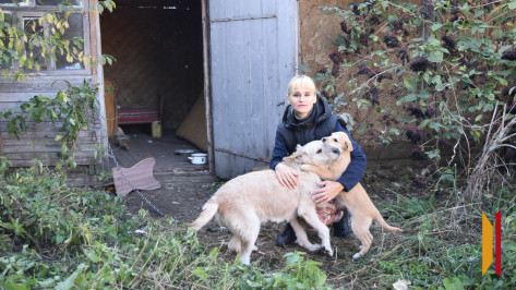 Журналисты РИА «Воронеж» помогли найти хозяйку для родившей 14 щенков бродячей собаки