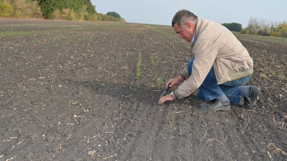 Нижнедевицкие аграрии начали формирование фонда семян для пересева озимых