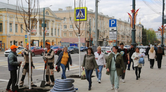 На проспекте Революции в Воронеже возобновили посадку кленов