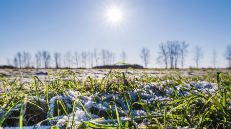 На агропредприятиях «Продимекс» в Воронежской области стартовал сезон-2026