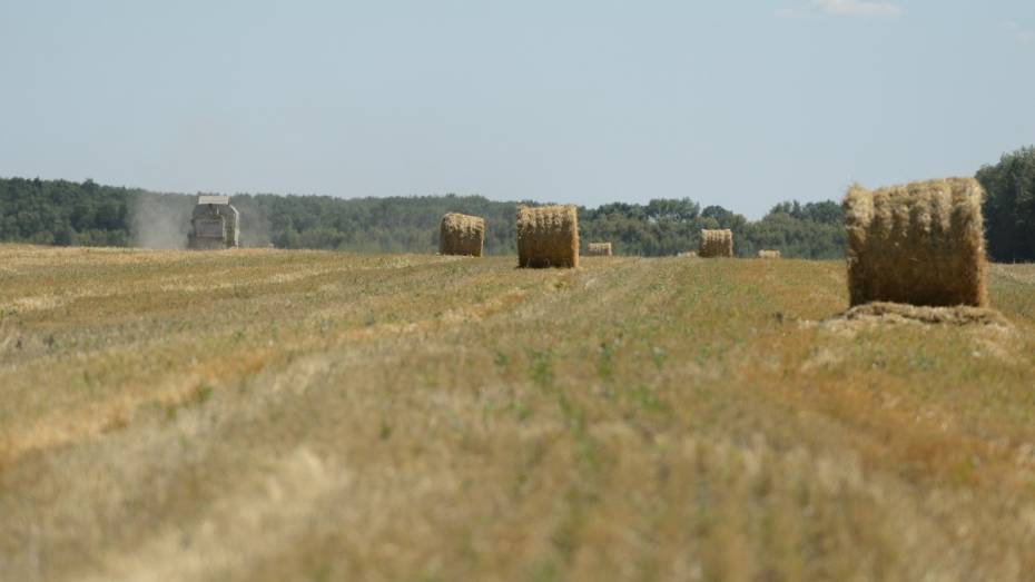 Воронежские аграрии получили около 6 млрд рублей господдержки в 2017 году
