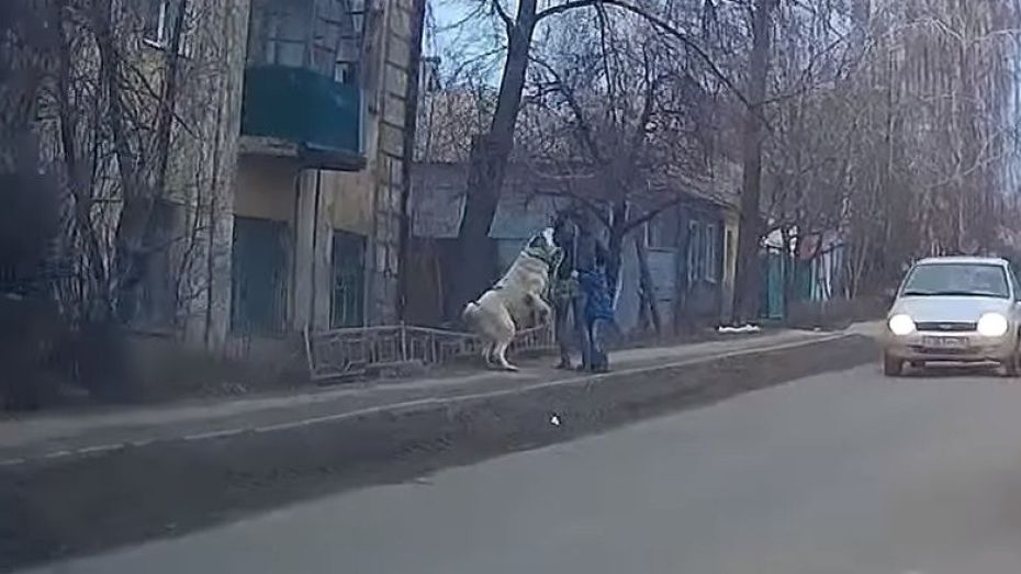 В Воронеже на девушку с ребенком напала собака 