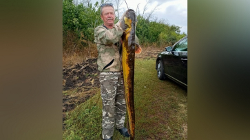 Житель Подгоренского района поймал сома весом 22 кг