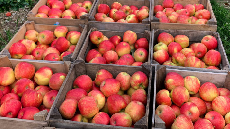 Воронежские врачи рассказали о состоянии 6 рабочих, которых придавило ящиками с яблоками