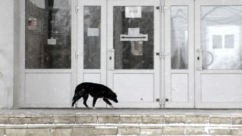 На отлов и стерилизацию бродячих собак в Воронеже потратят до 10,8 млн рублей