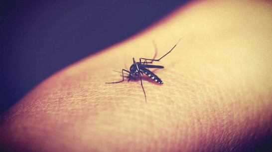 Ученые предрекли нашествие на Центральную Россию комаров – носителей тропических лихорадок