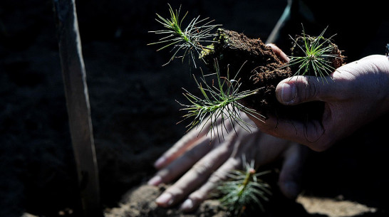 Под Воронежем появится надпись из деревьев «70 лет Победы»
