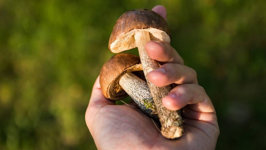 В Новохоперском районе семья из 4 человек отравилась грибами