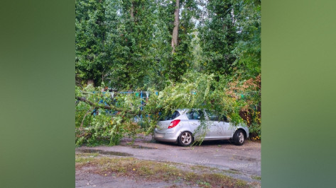 В Воронеже дерево упало на машину у детского сада в Ольховом переулке