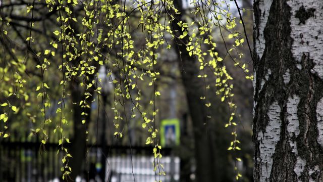 Дожди в Воронеже закончатся в выходные