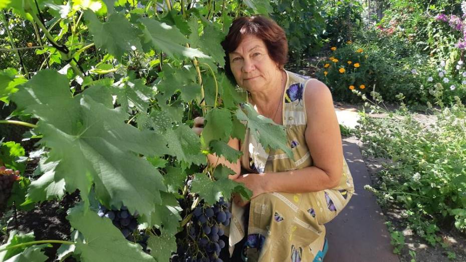 Таловчанка вырастила на своем участке 25 сортов синего и белого винограда
