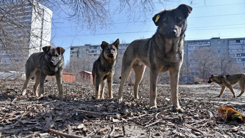 Воронежские следователи проверят сообщения о нападении собак на детей