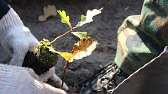 Воронежцы посадили семь тысяч молодых дубов